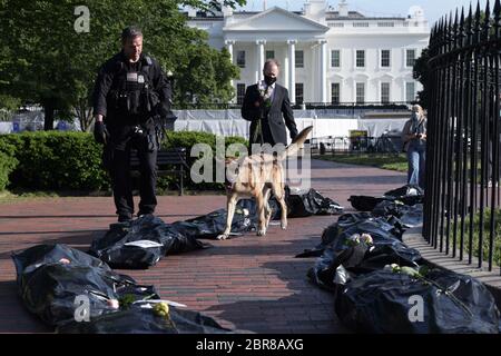 Washington, États-Unis. 20 mai 2020. Le manifestant du mouvement Heroes4HealthcareÕs laisse des sacs de corps lors d'un défilé funéraire politique pour les victimes de Covid 19, aujourd'hui le 20 mai 2020 devant la Maison Blanche à Washington DC, Etats-Unis. (Photo de Lénine Nolly/Sipa USA) crédit: SIPA USA/Alay Live News Banque D'Images