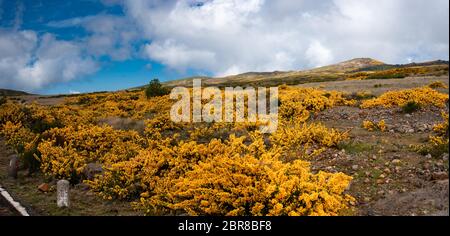 Genista jaune en fleurs sur le plateau Paul da Serra sur l'île de Madère au Portugal. Banque D'Images