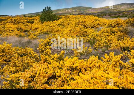 Genista jaune en fleurs sur le plateau Paul da Serra sur l'île de Madère au Portugal. Banque D'Images