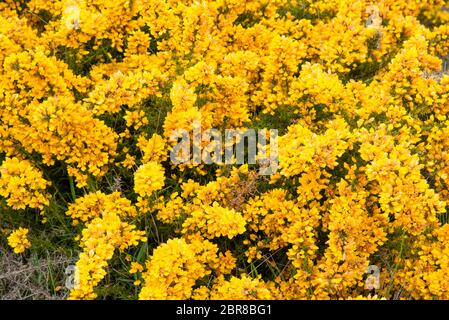 Genista jaune en fleurs sur le plateau Paul da Serra sur l'île de Madère au Portugal. Banque D'Images