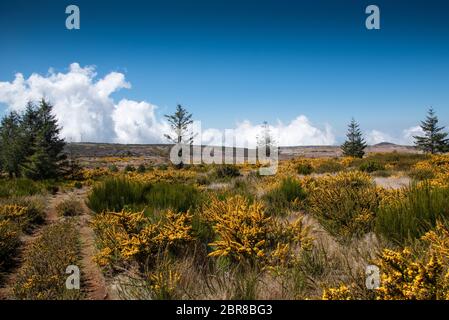 Genista jaune en fleurs sur le plateau Paul da Serra sur l'île de Madère au Portugal. Banque D'Images