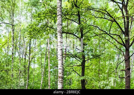 Fond naturel - vert forêt de bouleaux et de chênes en journée d'été (l'accent de la ligne de bouleau) Banque D'Images