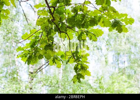 branche de chêne vert dans la forêt en été ensoleillé avec des bouleaux flous sur le fond (foyer de la branche de chêne au premier plan) Banque D'Images