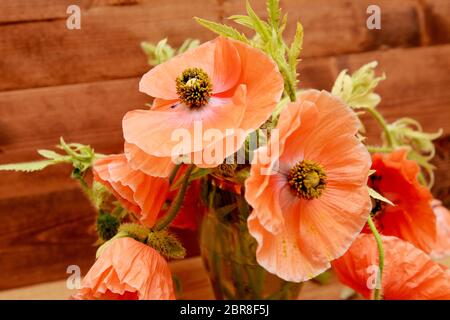 Pavot rose pâle prélevé à partir du jardin, dans un vase sur un fond de bois Banque D'Images