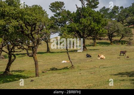 Bétail dans l'ancienne forêt de Laurier à Fanal, au milieu de la forêt de Laurissilva. La forêt se trouve sur le plateu de Paul da Serra, sur l'île de Madère Banque D'Images