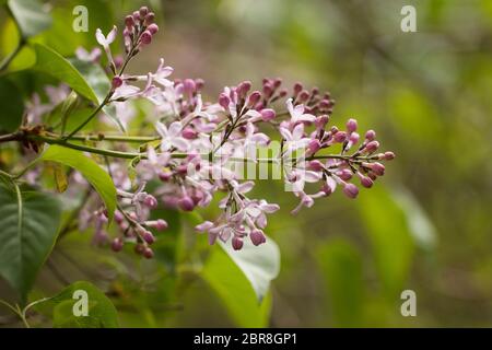 Une branche de lilas commun (Syringa vulgaris) sur un arbre au printemps à Littleton, Massachusetts, États-Unis. Banque D'Images