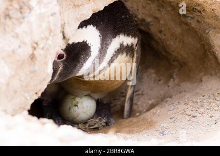 Serin cini de Caleta Valdes colonie de pingouins, Patagonie, Argentine. La faune de l'Argentine Banque D'Images