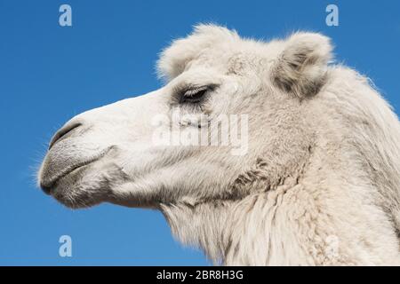 Vue latérale portrait animal de chameau blanc sur fond bleu. Banque D'Images