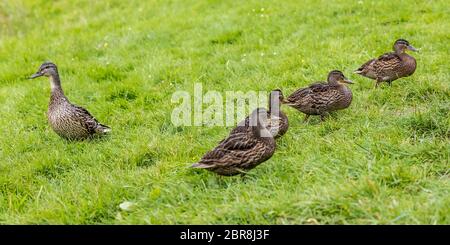 Cinq jeunes canards colverts sur prairie verte. Un canard est à la recherche de canards. Banque D'Images