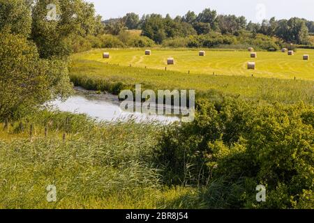 Récolte du foin dans le paysage fluvial de la réserve de biosphère de l'UNESCO, Elbe, Boizenburg, Allemagne. Banque D'Images