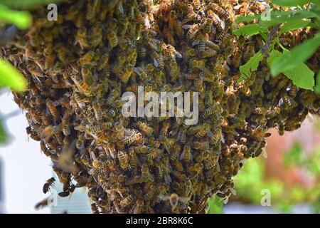 Essaim d'abeilles domestiques, insecte volant eusocial du genre APIs mellifera de la clade d'abeilles. L'abeille italienne de Carniolan sur un soutien-gorge à prune Banque D'Images