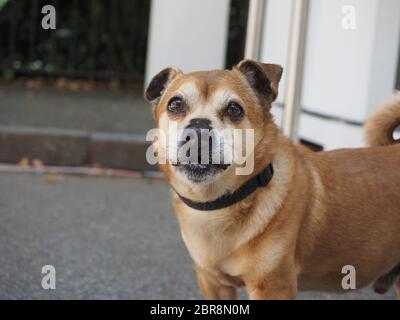 Chien animal domestique du Phylum Chordata, classe des mammifères (mammifères) Banque D'Images