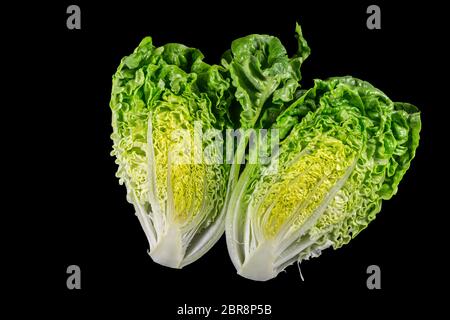 Deux moitiés d'un COS ou Romaine la laitue (Lactuca sativa L. var. longifolia) dans un fond noir. Banque D'Images