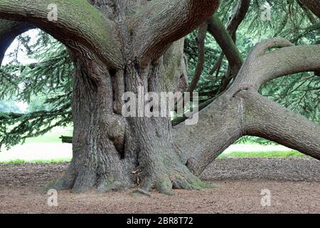 Tronc et branches inférieures d'un cèdre du Liban (Cedrus libani) dans un parc boisé avec des arbres et des pelouses en arrière-plan. Banque D'Images