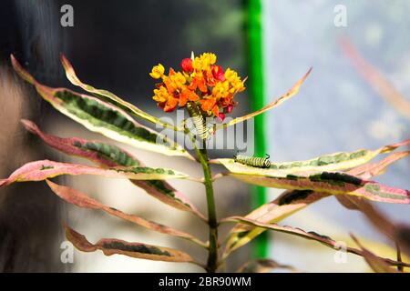 Chenilles de papillon monarque (Danaus plexippus) sur une plante de lamped à Irvine Sud de la Californie ; Etats-Unis Banque D'Images