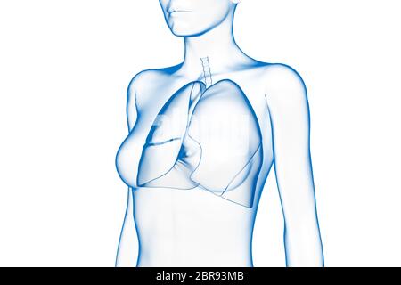 Poumon, corps humain féminin, organe interne, médical 3D Illustration Banque D'Images