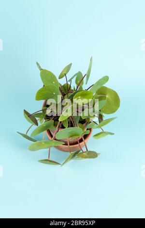 Un Pilea peperomioides, également connu sous le nom d'une plante, de l'argent chinois isolé sur fond bleu turquoise. Atmosphère d'été. Un minimum de vie encore couleur Photographie Banque D'Images