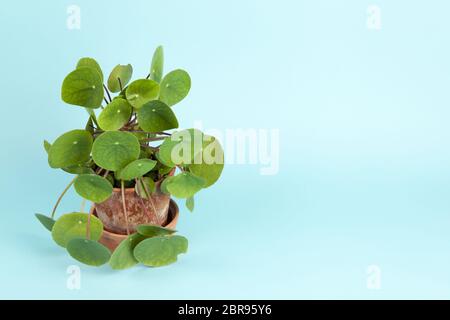 Un Pilea peperomioides, également connu sous le nom d'une plante, de l'argent chinois isolé sur fond bleu turquoise. Atmosphère d'été. Un minimum de vie encore couleur Photographie Banque D'Images