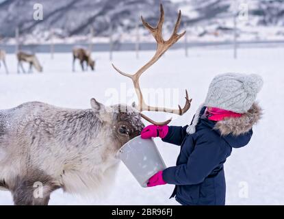 Petite fille dans un manteau d'hiver chaud rennes alimentation en hiver, la région de Tromso, dans le Nord de la Norvège Banque D'Images