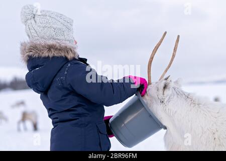 Petite fille dans un manteau d'hiver chaud rennes alimentation en hiver, la région de Tromso, dans le Nord de la Norvège Banque D'Images