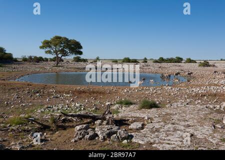 Waterhole de Okaukuejo Etosha National Park, Namibie Banque D'Images