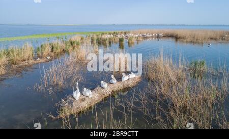 Les pélicans dalmates (Pelecanus crispus) dans le Delta du Danube en Roumanie. Vue aérienne avec drone. Banque D'Images