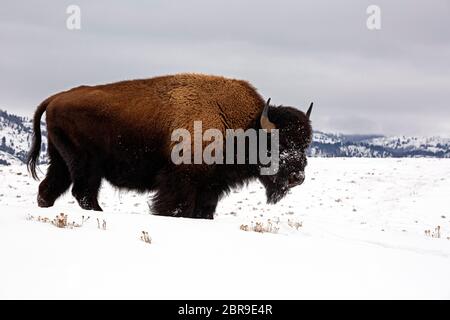WY04520-00...WYOMING - un bison américain qui pature sur un pré couvert de neige, dans la vallée de Lamar du parc national de Yellowstone. Banque D'Images