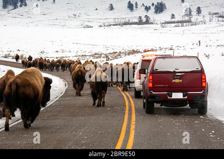 WY04521-00...WYOMING - UN bam de buffle - UN embouteillage causé par un troupeau qui décide que la route est le moyen le plus facile de se rendre d'un endroit à l'autre en y Banque D'Images