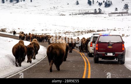 WY04522-00...WYOMING - UN bam de buffle - UN embouteillage causé par un troupeau qui décide que la route est le moyen le plus facile de se rendre d'un endroit à l'autre en y Banque D'Images