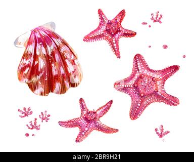 Ensemble de coquillages des pétoncles et des étoiles de mer. Le rose et la nacre clam Pectinidae et les algues. Nature de l'océan mondial. Résident sous l'eau. Été Banque D'Images