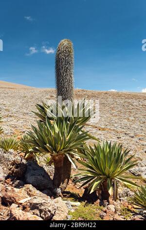 Paysage des montagnes de balle éthiopien. En face belle fleur fleurs lobelia Lobelia rhynchopetalum, géant, plante endémique en Ethiopie, l'Éthiopie wil Banque D'Images