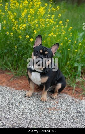 Bouledogue français Banque D'Images