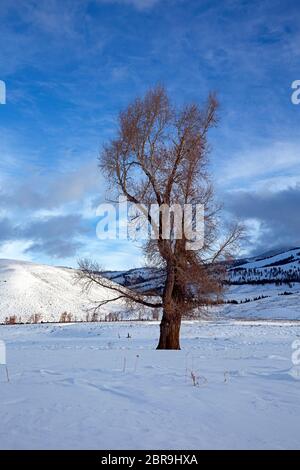 WY04530-00...WYOMING - petit matin, lumière sur un arbre en bois de coton dans la vallée enneigée de Lamar, près du Buffalo Ranch dans le parc national de Yellowstone. Banque D'Images