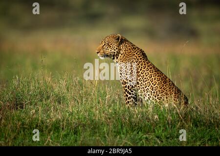 Un grand mâle leopard est assis dans l'herbe haute en profil. Il a une robe tachetée noir et or et regarde fixement sur le soleil, la savane. Banque D'Images