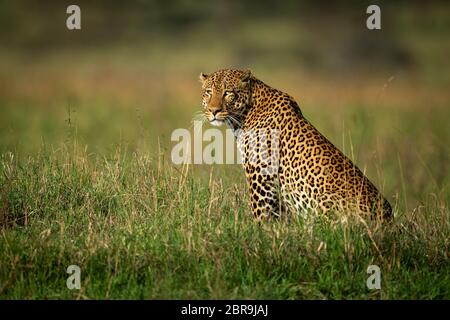 Un grand mâle leopard est assis dans l'herbe haute en profil. Il a une robe tachetée noir et or et tourne sa tête pour balayer la savane. Banque D'Images
