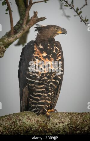 La direction générale de l'Afrique de l'aigle couronné sur est tournée vers la droite Banque D'Images