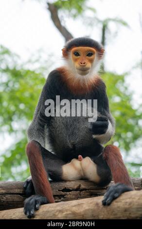 Comportement des shanked rouge Douc Langur (Pygathrix nemaeus) Banque D'Images