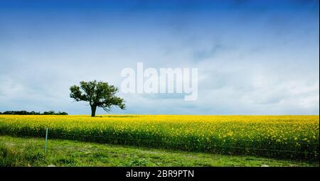 Un arbre isolé dans un champ de canola Banque D'Images