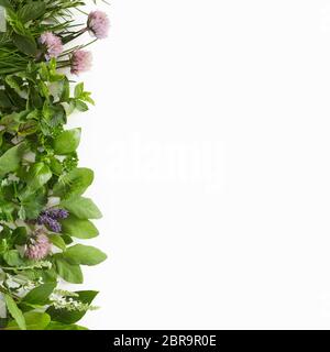 Grand assortiment d'herbes culinaires isolées sur blanc arrangé avec leurs fleurs comestibles comme une bordure latérale avec espace de copie en format carré Banque D'Images