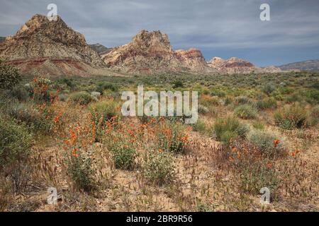 Fleurs de printemps dans le désert, Nevada Banque D'Images