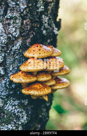 Pholiota aurivella champignons sur un bouleau dans la forêt d'automne Banque D'Images