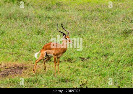 Impala mâle dans le Parc National de Nairobi au Kenya. Banque D'Images