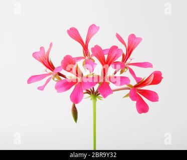 Géranium Pelargonium Fleurs isolé sur fond blanc Banque D'Images