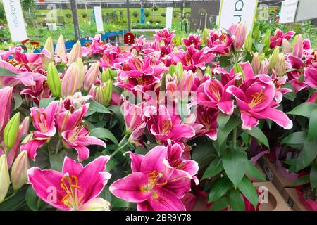 Lilas orientales Stargazer (Lilium'Stargazer') exposées dans un jardin. Banque D'Images