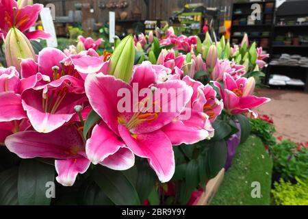 Lilas orientales Stargazer (Lilium'Stargazer') exposées dans un jardin. Banque D'Images