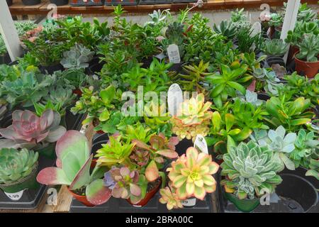 Sélection de plantes succulentes (plantes succulentes) offertes à la vente dans un centre de jardin. Banque D'Images