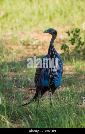 Pintade casquée, Numida meleagris, grand oiseau gris dans l'herbe. Scène de la faune dans le parc de Samburu. Kenya bird, la pintade, la forêt africaine. Banque D'Images