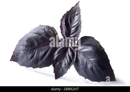 Feuilles de basilic pourpre (Ocimum basilicum var. purpurascens), isolé Banque D'Images