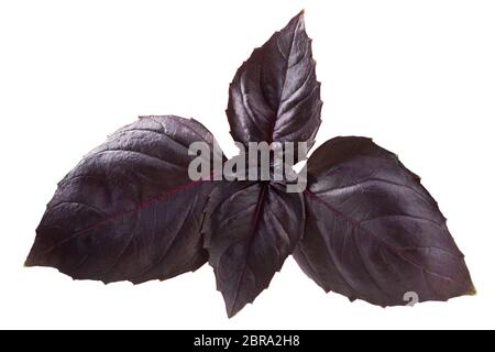 Feuilles de basilic pourpre (Ocimum basilicum var. purpurascens), isolé Banque D'Images