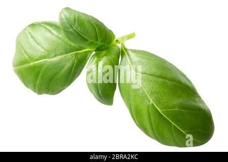 Bébé Basilic Genovese (Ocimum basilicum) laisse, isolé Banque D'Images